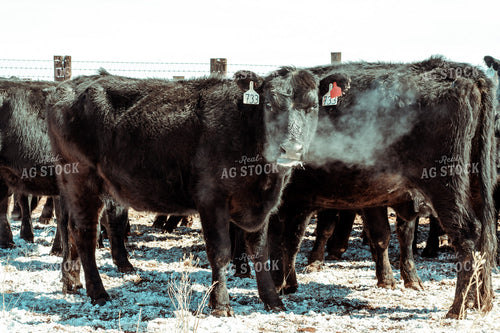 Angus Cattle in Winter Pen 58099