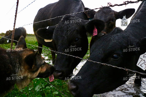 Cattle Standing in Water 299275