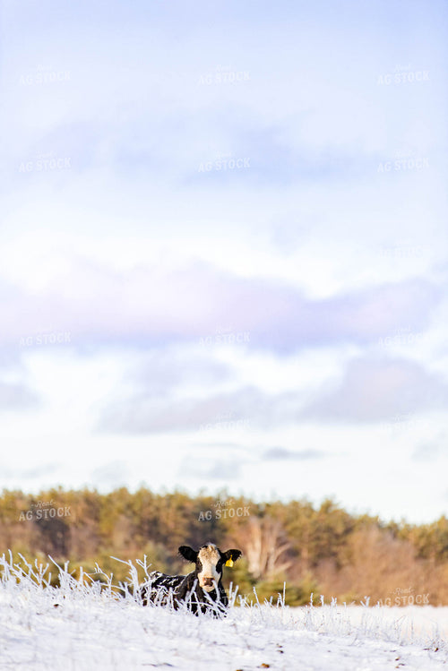 Cow in Snowy Pasture 96022