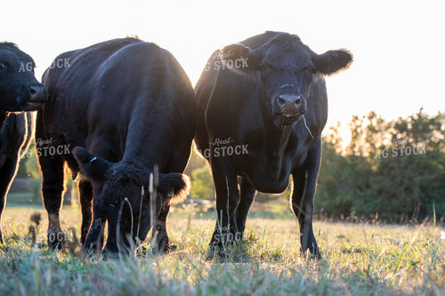 Angus Cattle 236008
