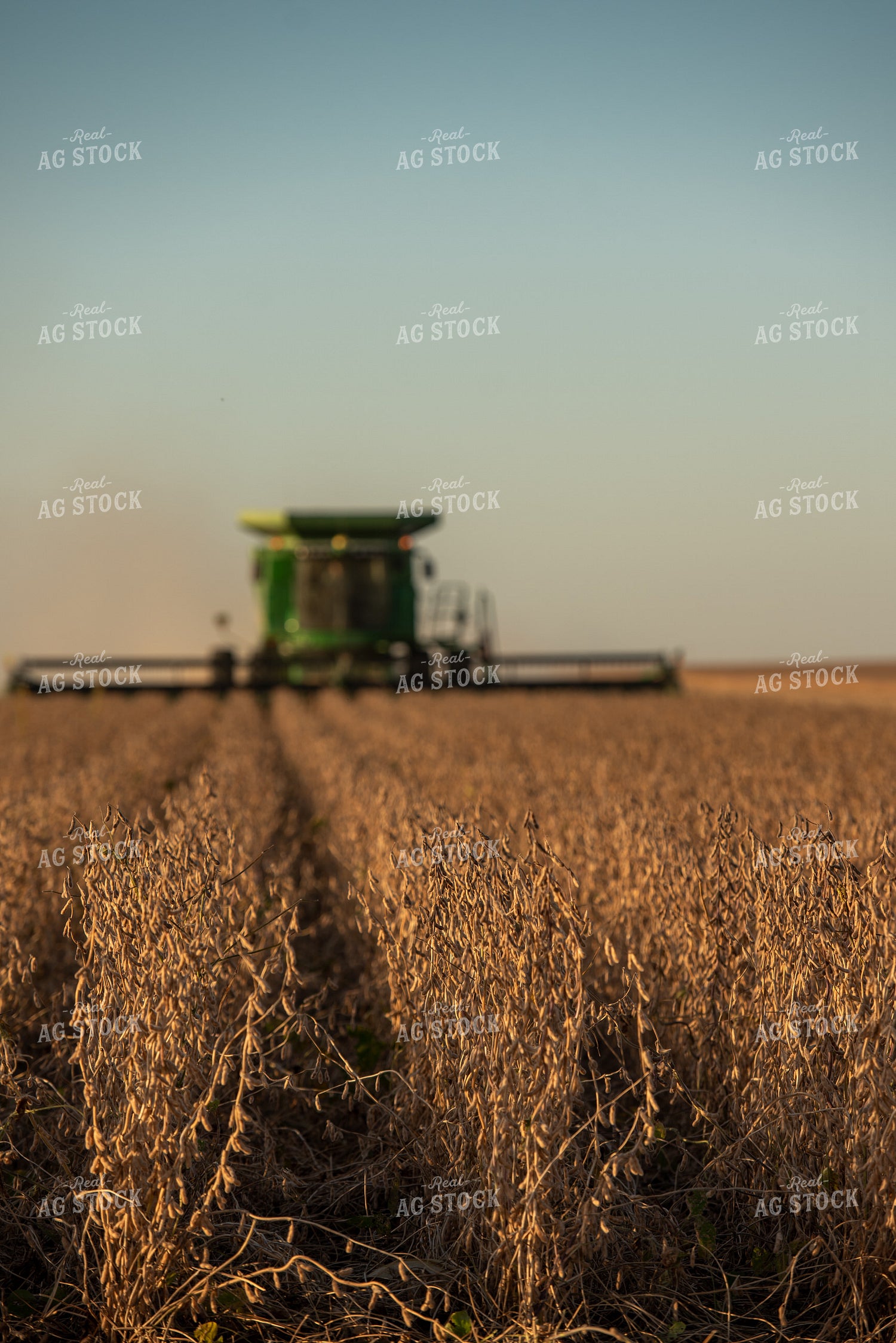 Soybean Harvest 274031