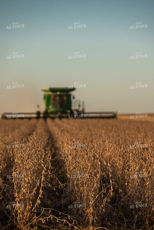 Soybean Harvest 274031