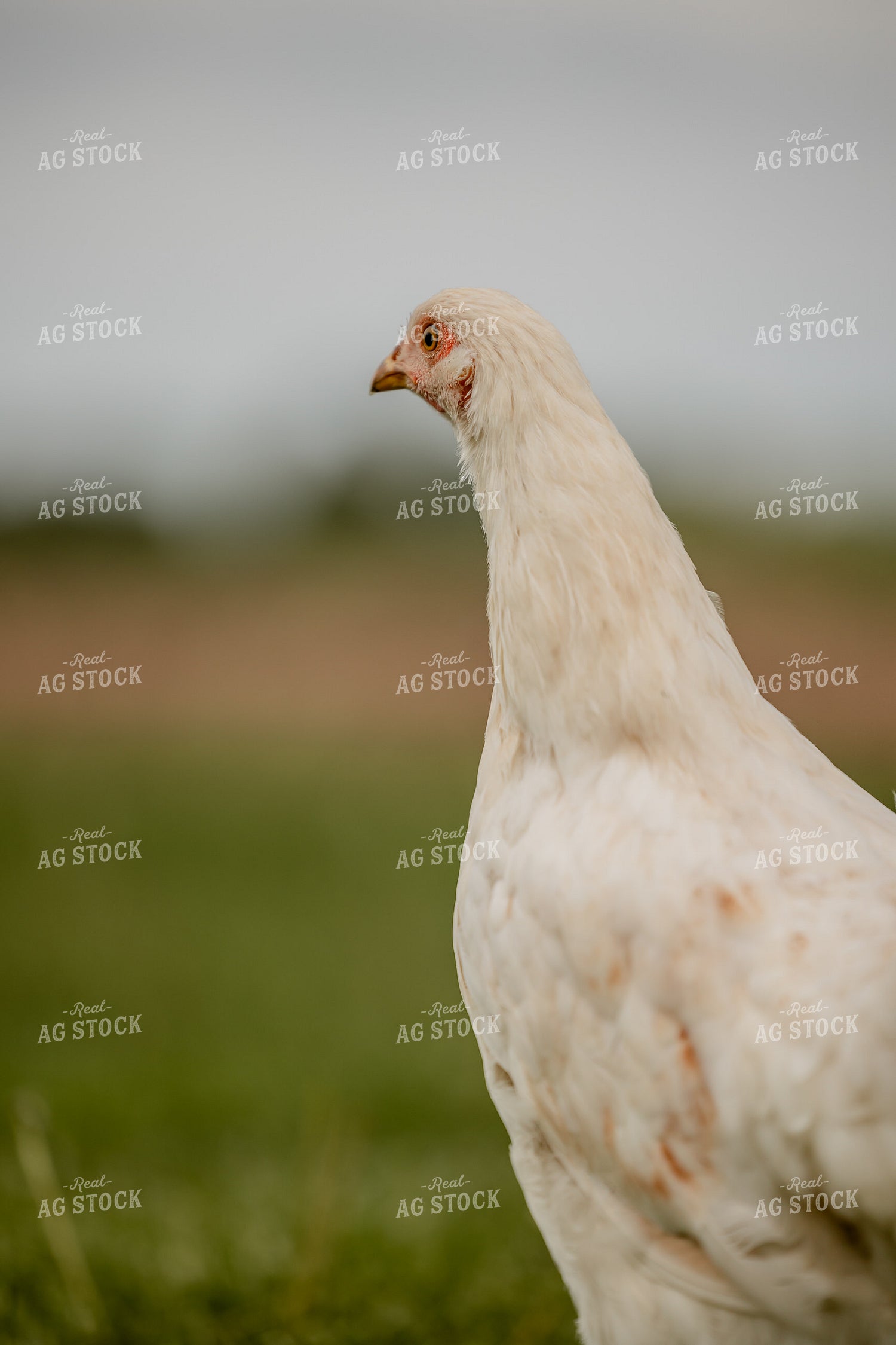 Pullet Laying Chicken 104086