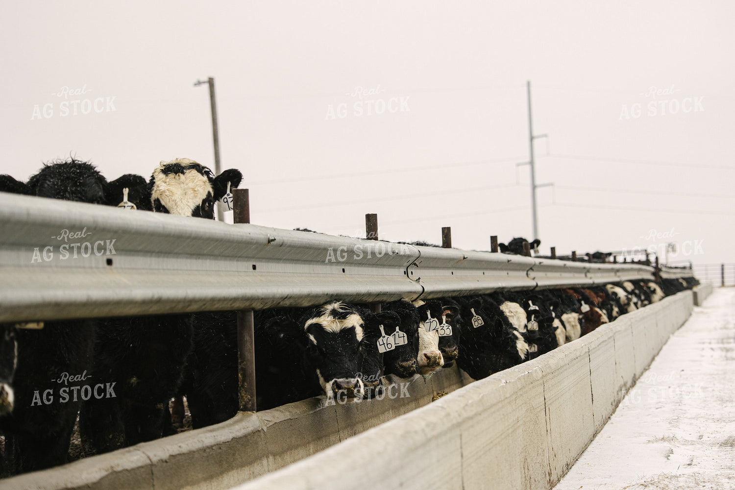 Black Baldy Cattle Eating out of Feed Bunk in Feedlot 70103