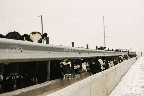 Black Baldy Cattle Eating out of Feed Bunk in Feedlot 70103