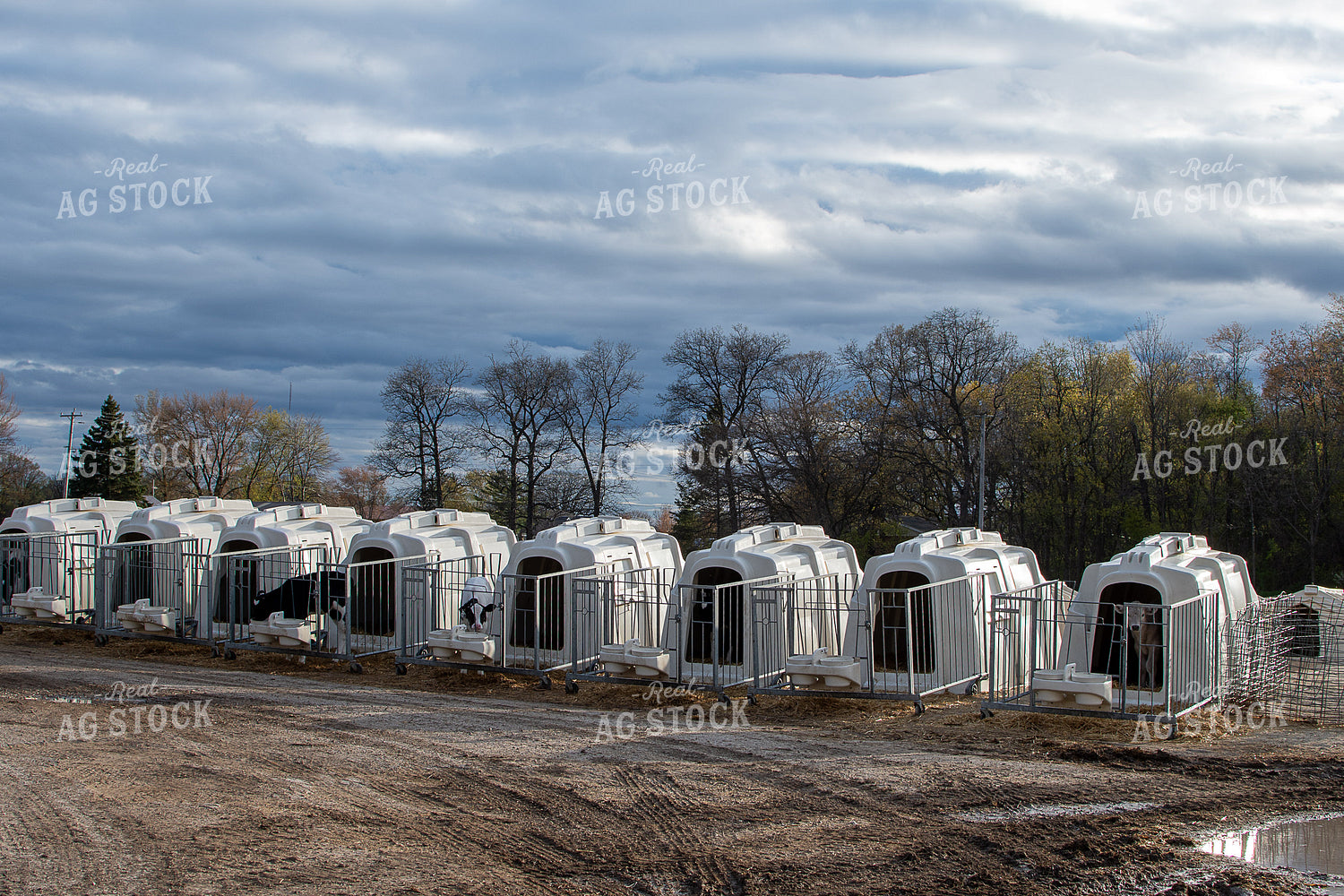 Holstein Calves in Hutches 50361