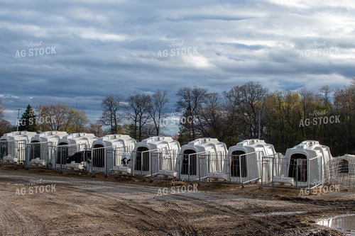 Holstein Calves in Hutches 50361