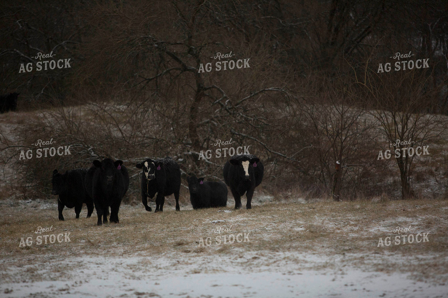 Cattle 1627