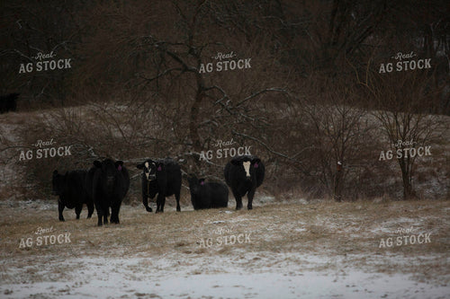 Cattle 1627