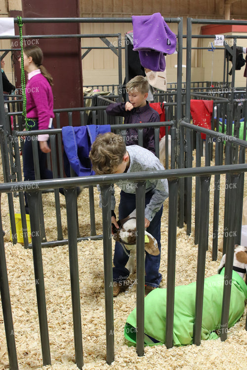 Showing Goats 102055
