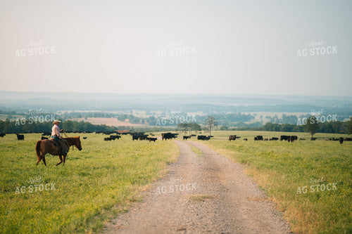 Rancher Herding Angus Cattle in Grassy Pasture on Horseback 125130