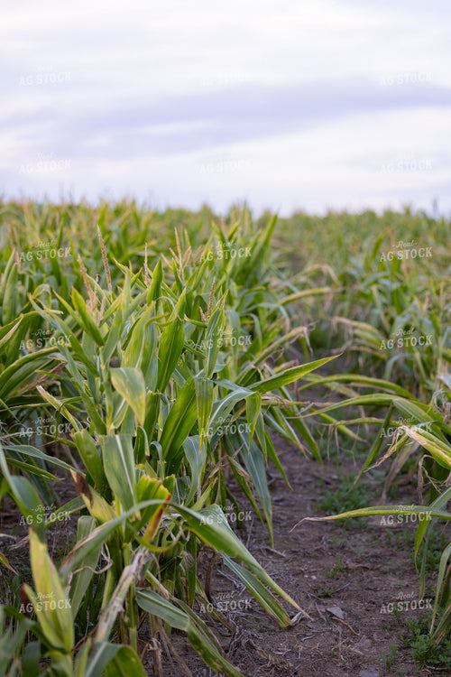 Corn Field in Drought 233040