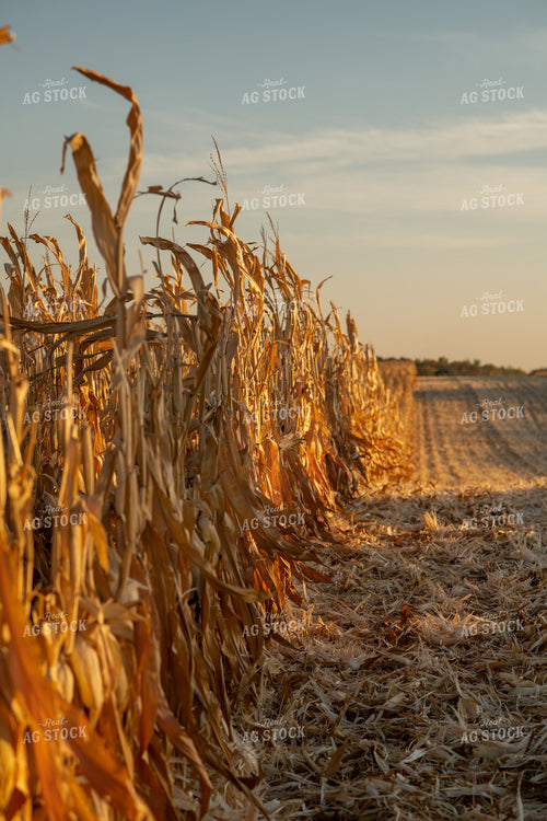 Corn Harvest 76337