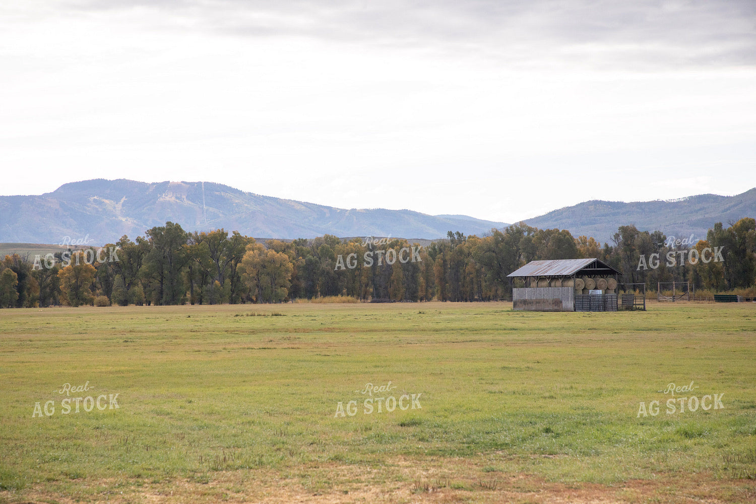 Scenic Pasture 117161