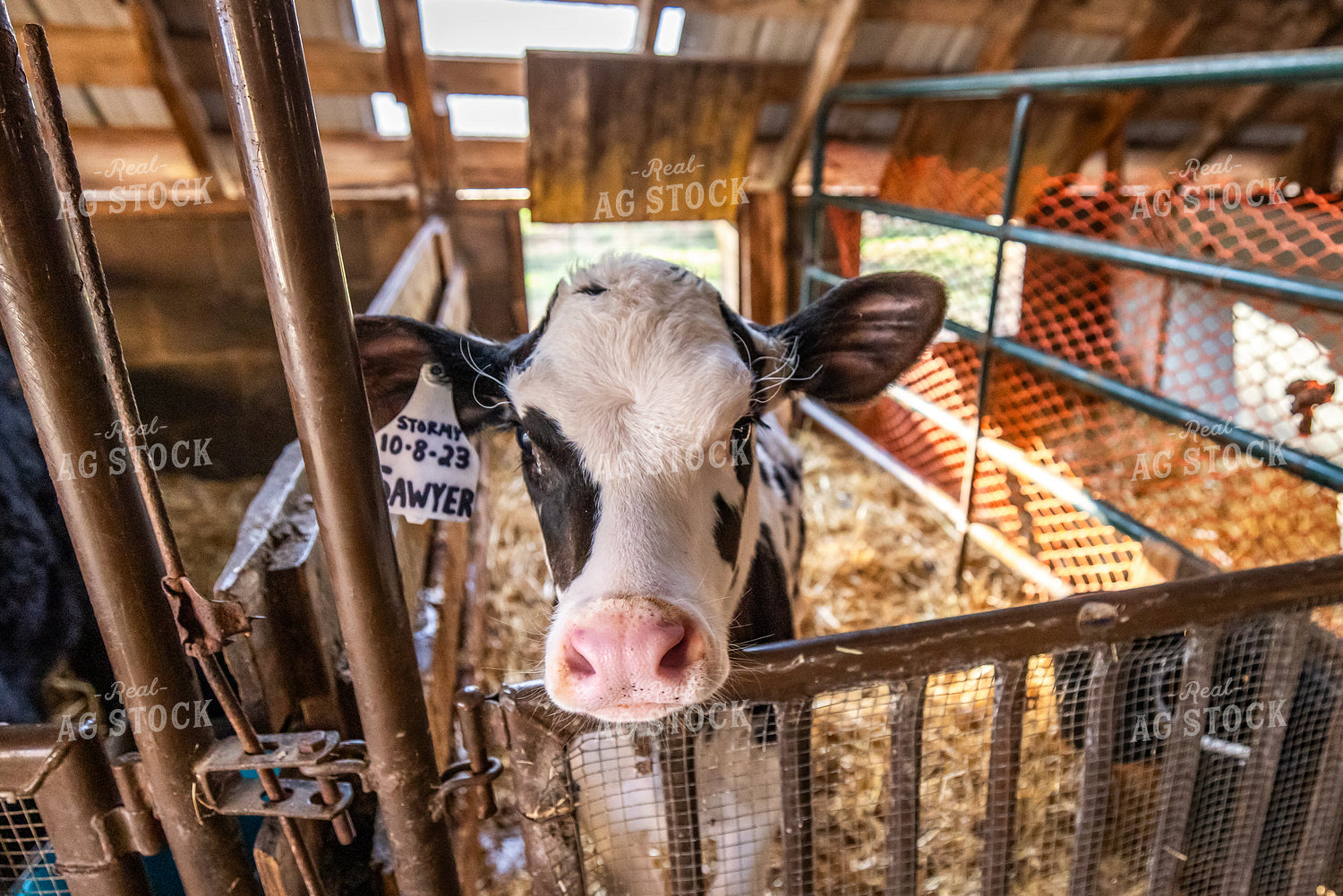 Holstein Calf 270043