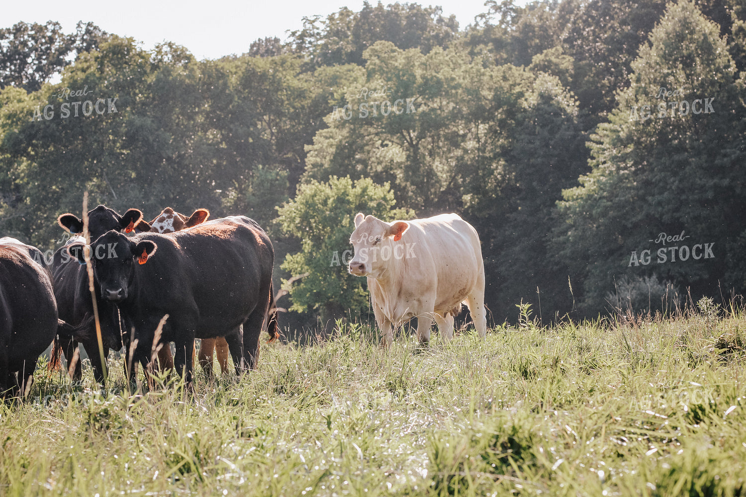Cattle on Pasture 182034