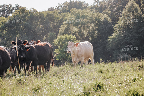 Cattle on Pasture 182034