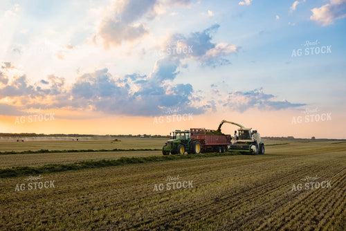 Chopping Silage 152129