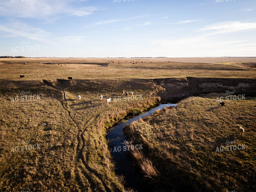 Aerial of Cattle on Pasture 268229