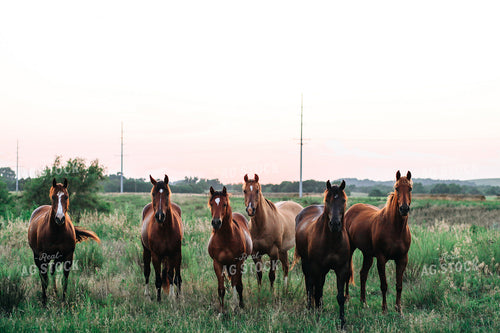 Horses 123022