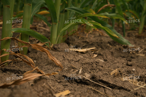 Dry Soil in Corn Field 25984