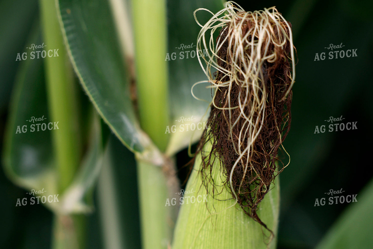 Midseason Corn 129124