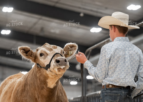 Showing Cattle 171009