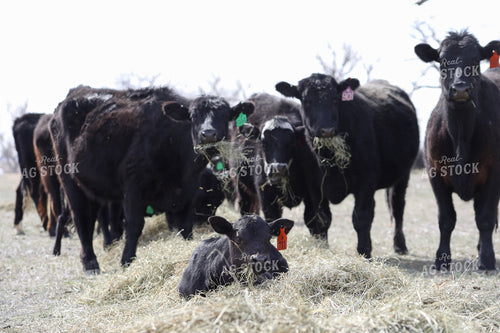 Angus Cow Calf Pairs Eating Hay 117207