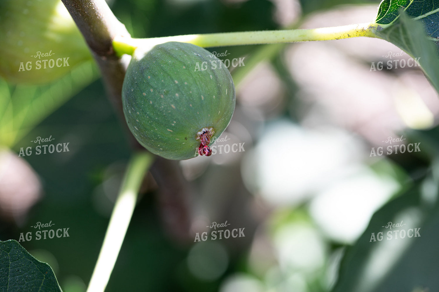 Figs 276015