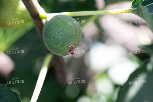 Figs 276015