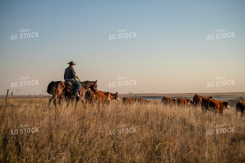 Rancher Herding Cattle on Horseback 212136