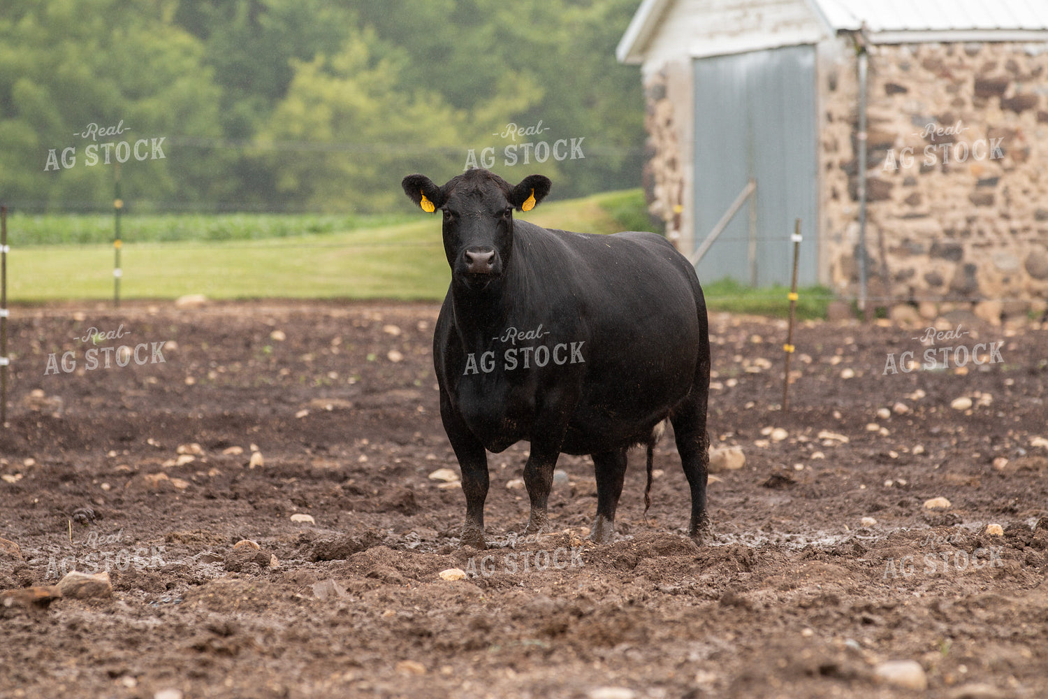 Black Angus Cow 157232