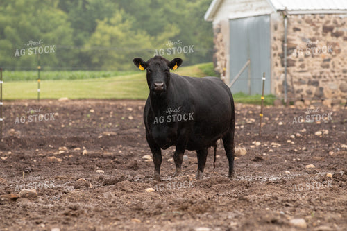 Black Angus Cow 157232