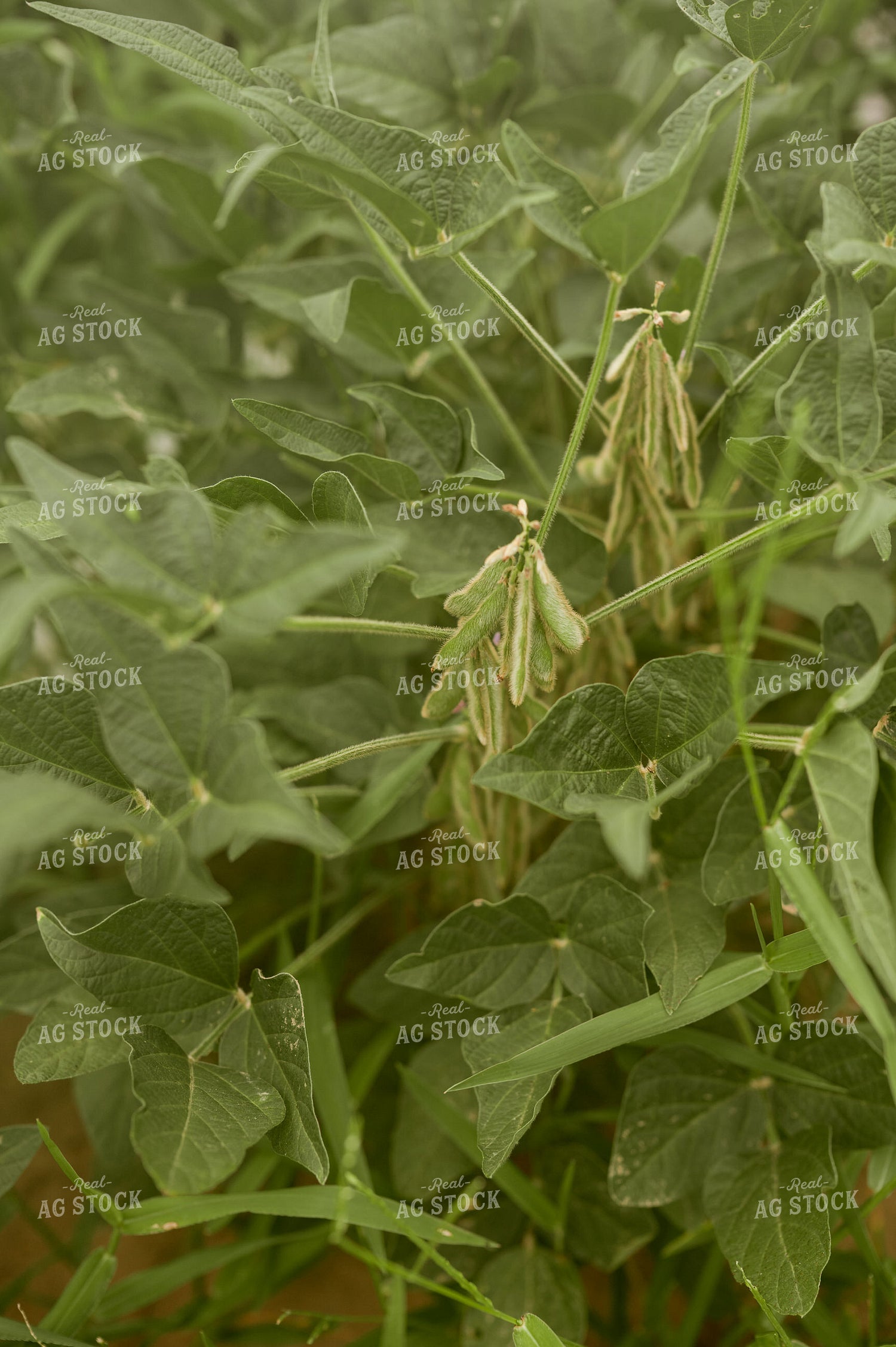 Soybean Pods 125167