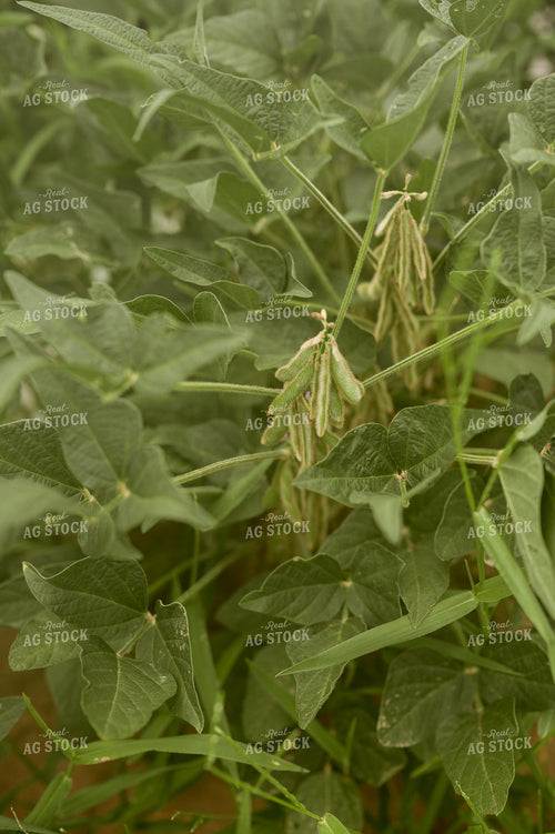 Soybean Pods 125167
