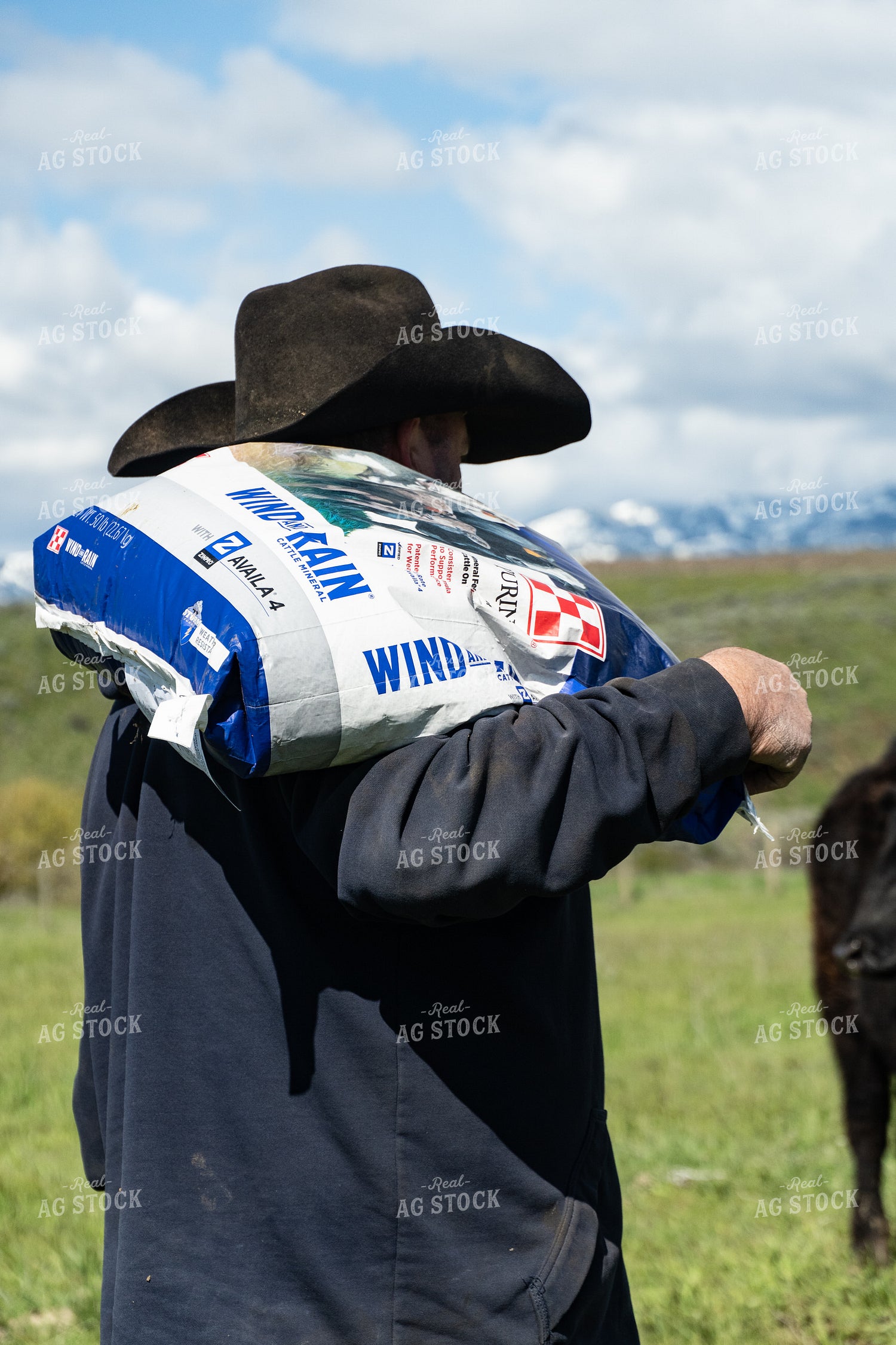 Rancher Taking Mineral to Cattle 65638