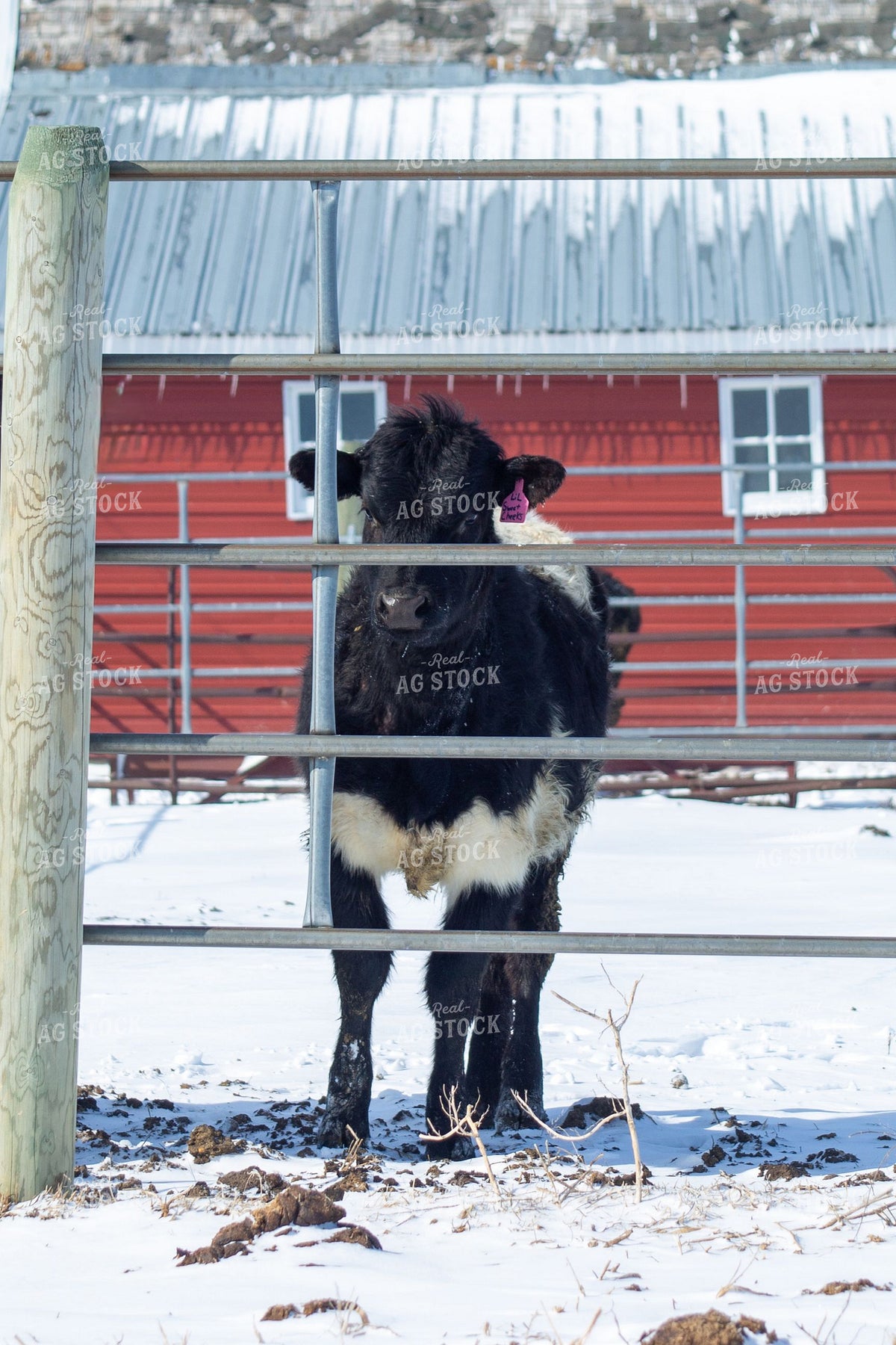 alf Standing at Gate in Winter 406028