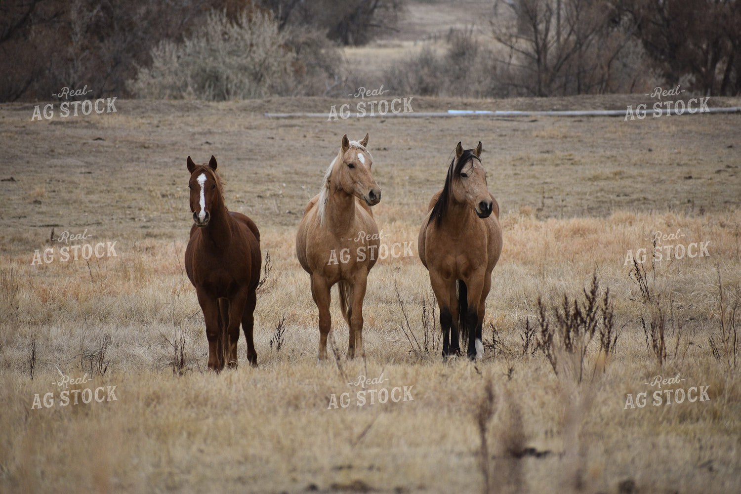 Horses 263020