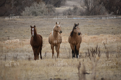 Horses 263020