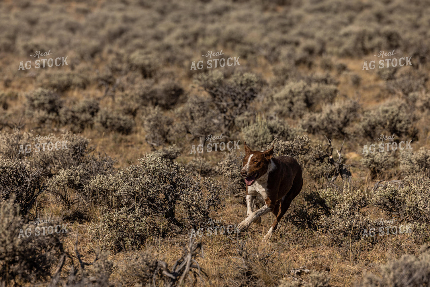 Ranch Dog 304021
