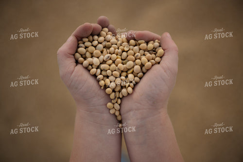 Farm Kid Holding Harvested Soybeans 170005
