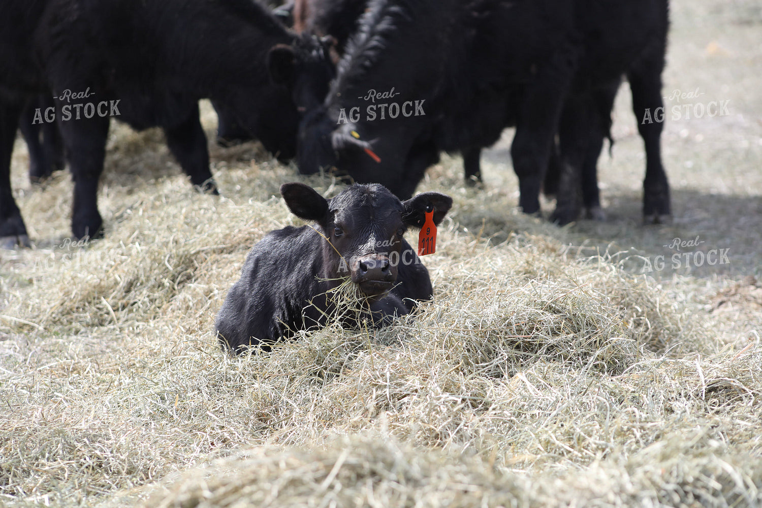 Angus Calf Playing in Hay 117204