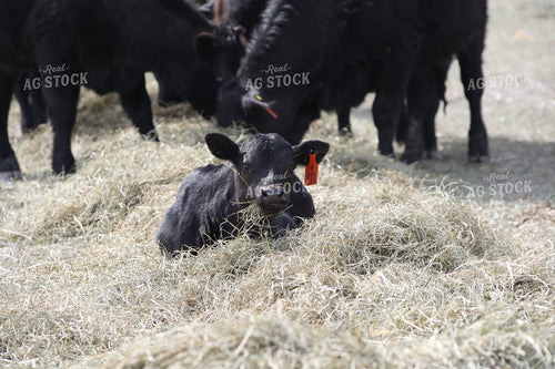 Angus Calf Playing in Hay 117204