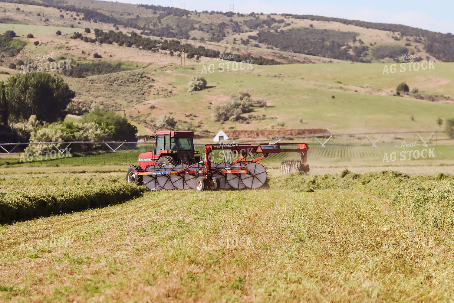 Windrowing Hay 83045