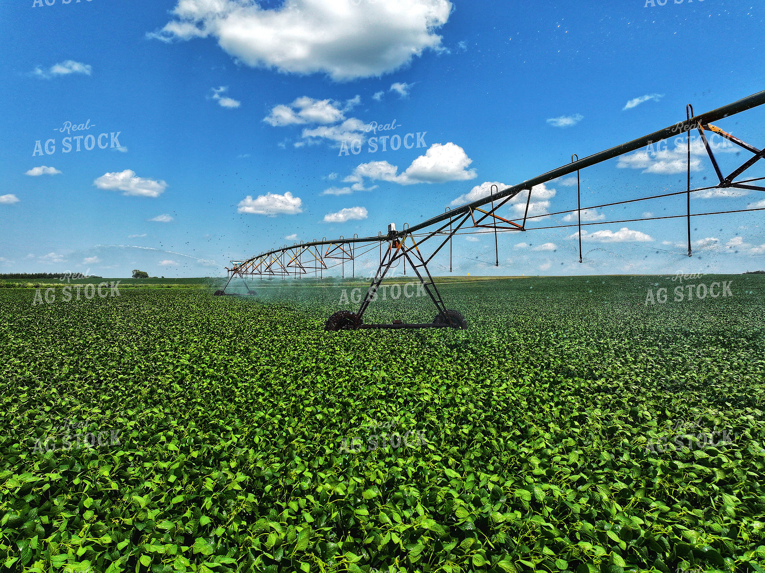 Irrigated Soybean Field 141168