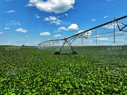 Irrigated Soybean Field 141168