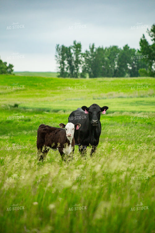 Cattle on Pasture 155647
