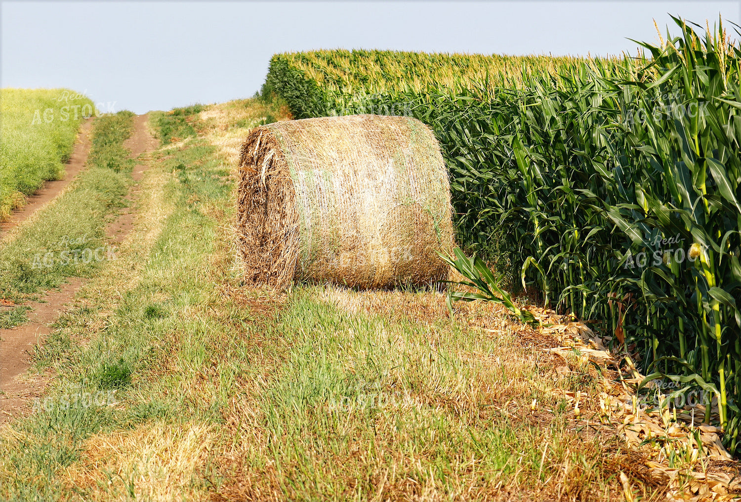Hay Bale by Corn Field 141677