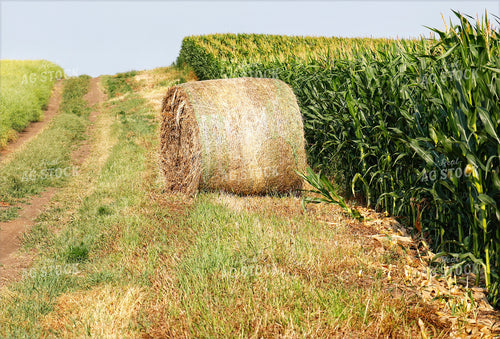 Hay Bale by Corn Field 141677
