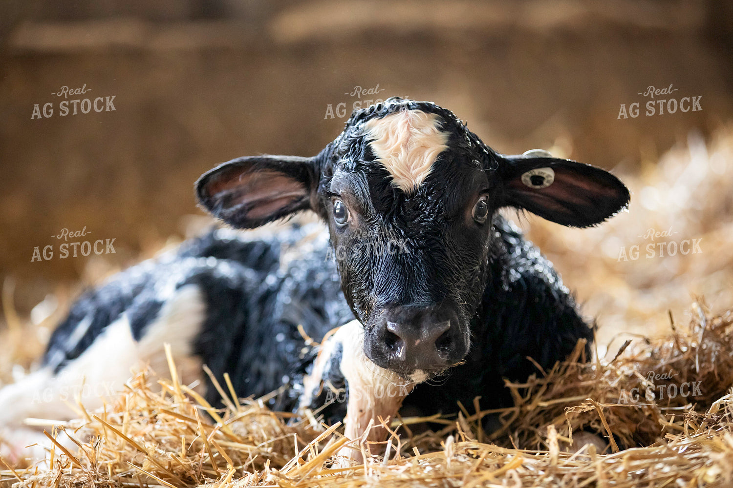 Holstein Calf 55364